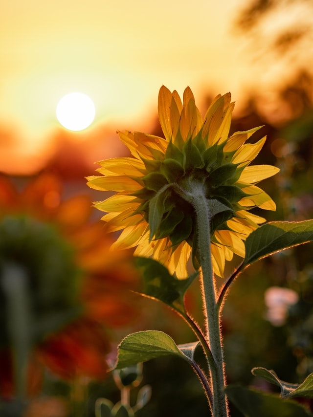 Sunflowers follow the sun when young (aaron-burden-unsplash)
