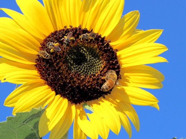 Bees love sunflowers (UC Davis)