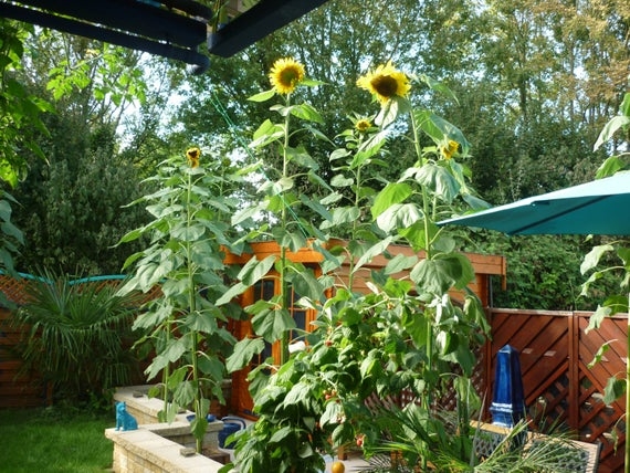 Really tall sunflowers (Etsy)