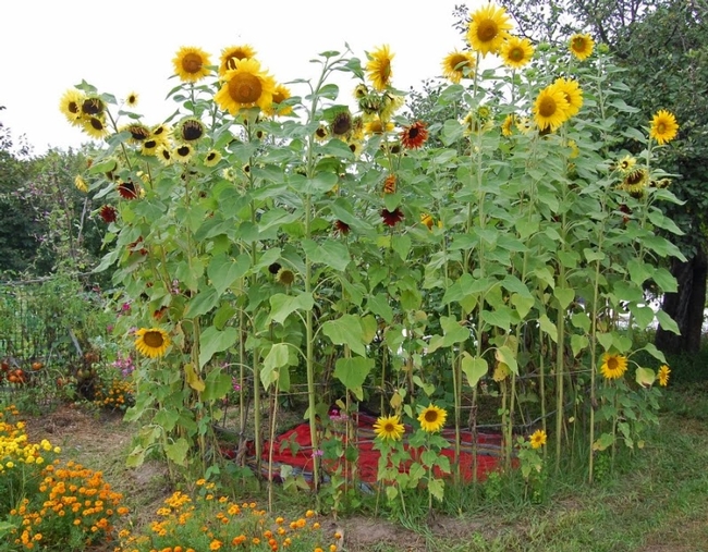 Sunflower house (Two Men and a Little Farm)