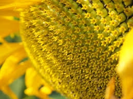 Close up of sunflower inflorescence (PxHere)