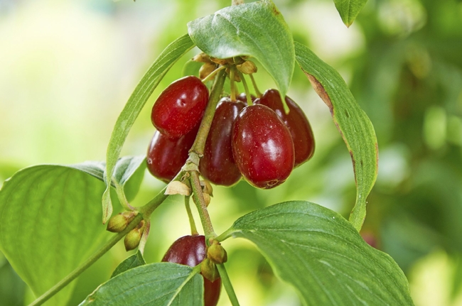 Cornelian cherries (Gardening Know How)