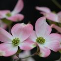 Pink dogwood blossoms (laura-ockel-unsplash)