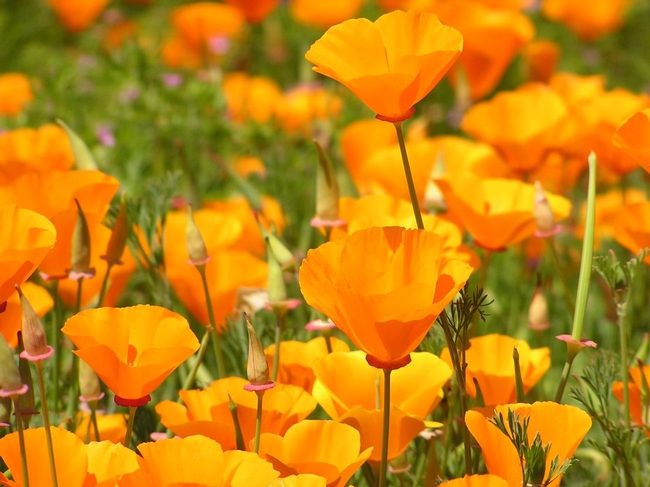 California poppy, friend or foe? (Twitchell, UC Botanical Garden)