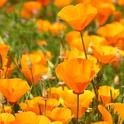 California poppy, friend or foe? (Twitchell, UC Botanical Garden)