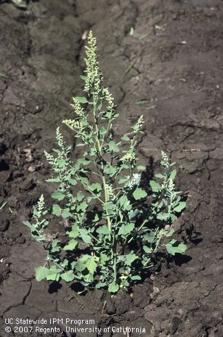 Lambsquarters, another edible (UC IPM)