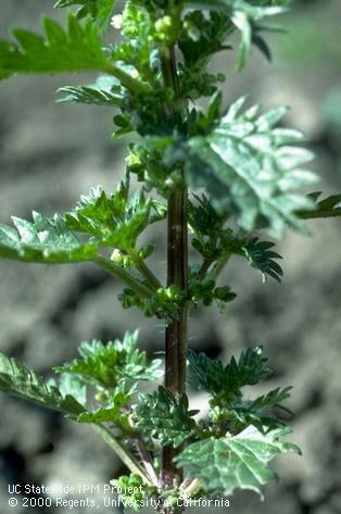 Nettle, edible, be careful picking.  Those hairs sting and burn. (UC IPM)