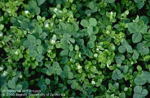 Chickweed, edible.  The chickweed is the lime green plant with tiny white flowers trying to camouflage itself as alfalfa. (UC IPM)