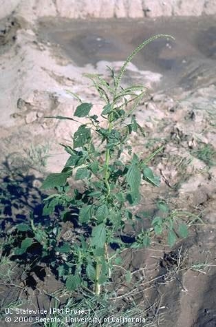 One of several kinds of pigweed whose blooms attract pollinators(UC IPM)