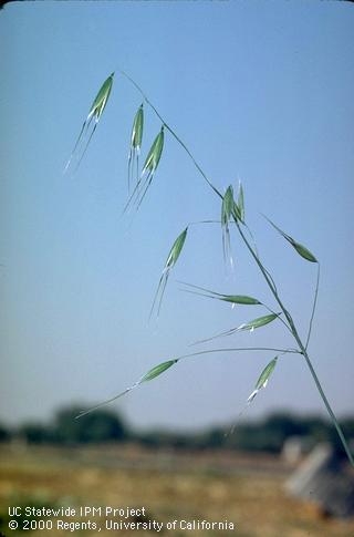 Wild oat seed head, 'only' 250 seeds per stalk (UC IPM)