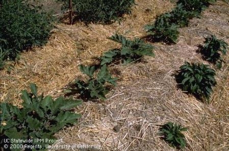 Mulch, important as always (UC IPM, CA Garden Web)