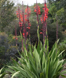Watsonia (PlantZAfrica-SANBI)