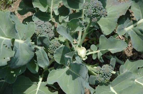 Broccoli side shoots to harvest after the main head has been harvested (UC MG of Contra Costa County)
