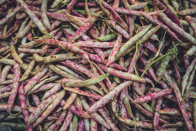 Beans (Unsplash, free-to-use-sounds)