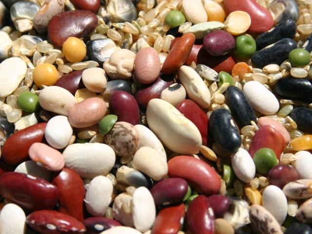 All kinds of beans (UC Davis Plant Sciences)