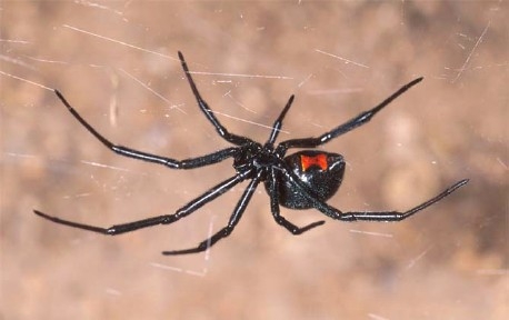 Black widow spider (Essig Museum of Entomology, UC Berkeley)
