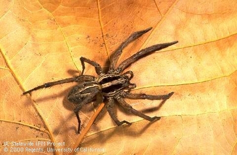 Wolf spider.  Notice it is not hairy like the tarantula. (UC IPM)