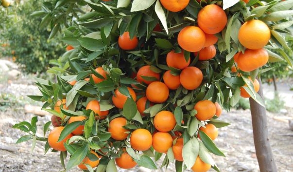 Citrus tree (UCR News, UC Riverside)