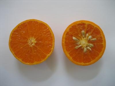 Different kinds of citrus seeds when you look carefully (Phys.org)