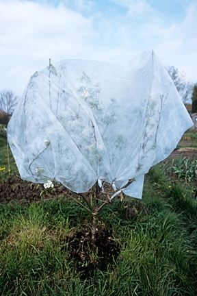 Wrapping for frost protection (RHS)