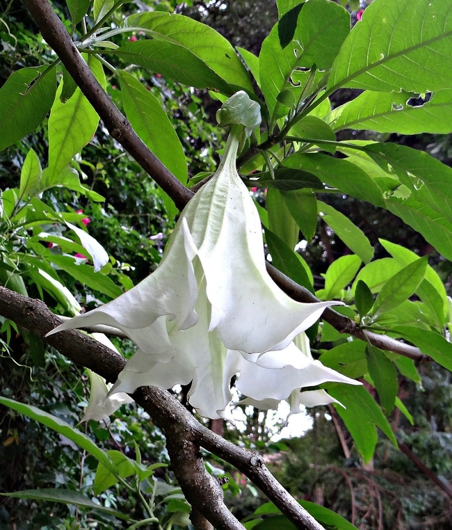 white Brugmansia (Bishnu Sarangi Pixabay)