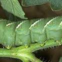 Tomato hornworm--the horns are on the rear end. (UC ANR)