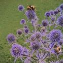 Bees love flowers. (Unsplash/k-mitch-hodge)