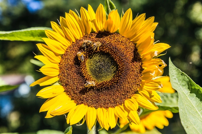 Bees love sunflowers. (Unsplash/odin-aerni)