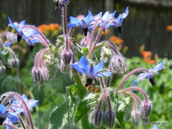 Find the bee.  Bees love borage. (Beverly Bee)