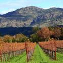 Napa Valley autumn.  By the time the valley looks like this, winter vegetables should be in the ground.  (Wikimedia Commons)
