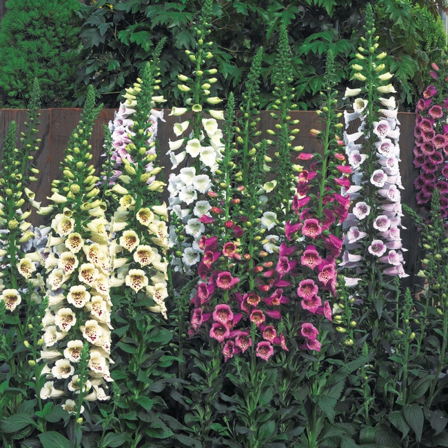 Foxglove, find a place for these.  (Park Seed)