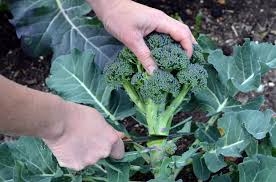 Broccoli, winter treat from the garden. (Goodnet.org)
