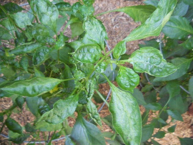 Bumpy pepper plant leaves (eXtension.org)