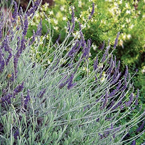Lavender (arboretum.ucdavis.edu)