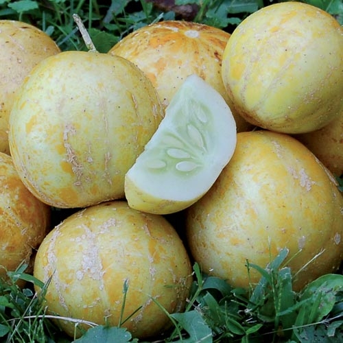 Lemon cuke (seedsavers.org)