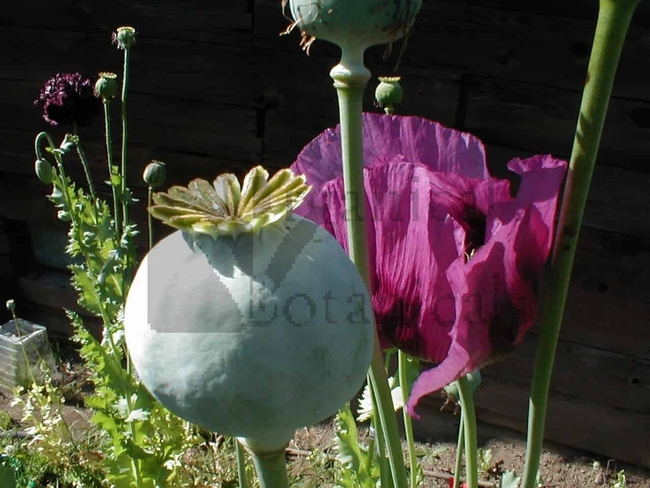 Hungarian blue poppy and seed head (organicalbotanicals.com)
