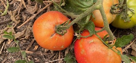 Ash on tomatoes (today.oregonstate.edu)