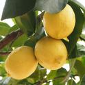 Citrus tree (bruno-neurath-wilson-unsplash)