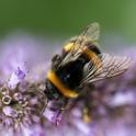 Bumblebee (sandy-millar-unsplash)