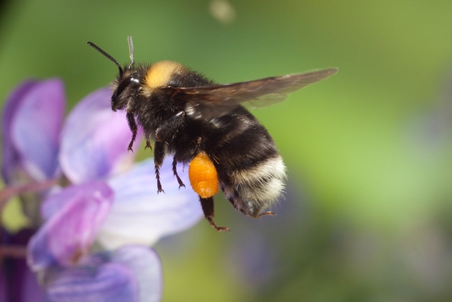 Western bumblebee (q13fox.com)