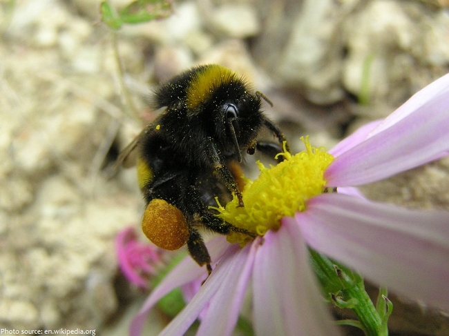 Bumblebee doing the pollination work ! (justfunfacts.com)