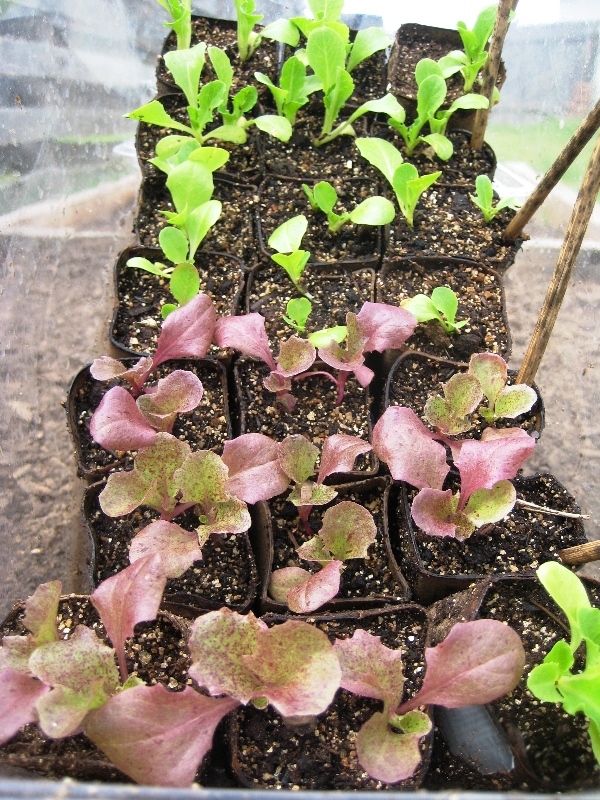 Lettuce starts.  (roundrockgarden.wordpress.com)