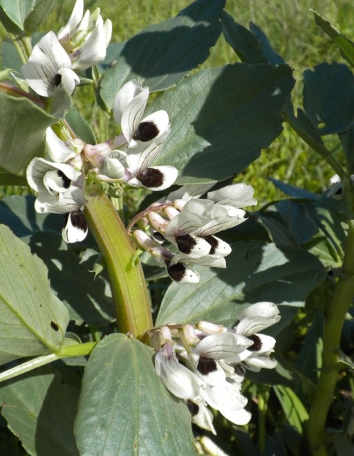 Fava beans as cover crop. Bees like them, too.  (calphotos.berkeley.edu)