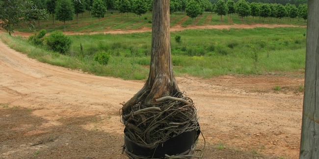 Adding too much organic matter to planting hole can result in root bound trees. (arborilogical.com)