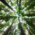 Redwood grove. (arnaud-mesureur-unsplash)