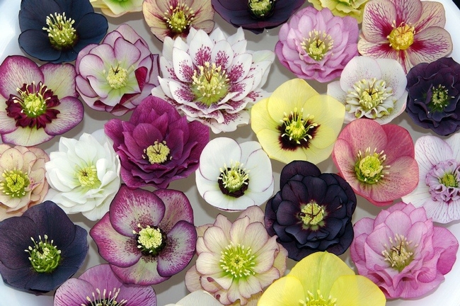 Hellebores, too, come in a wide variety of colors, and petal shapes. (gardendrum.com)