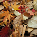 Fall leaves, another look. (reuthes.com)