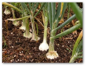 Growing onions. (vegetable-gardening-online.com)