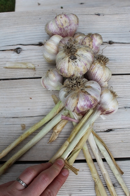 Braiding garlic. (sustaincreateandflow.com)