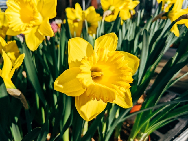 More Daffodils  (markus-winkler-unsplash)